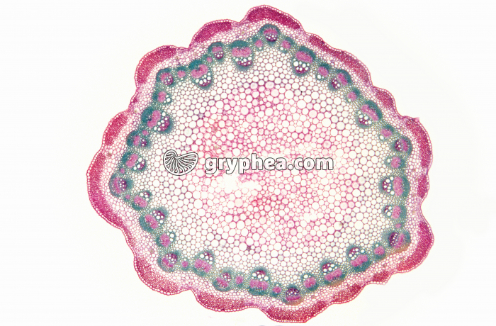 Tige de Rumex CT x7 - gryphea.com